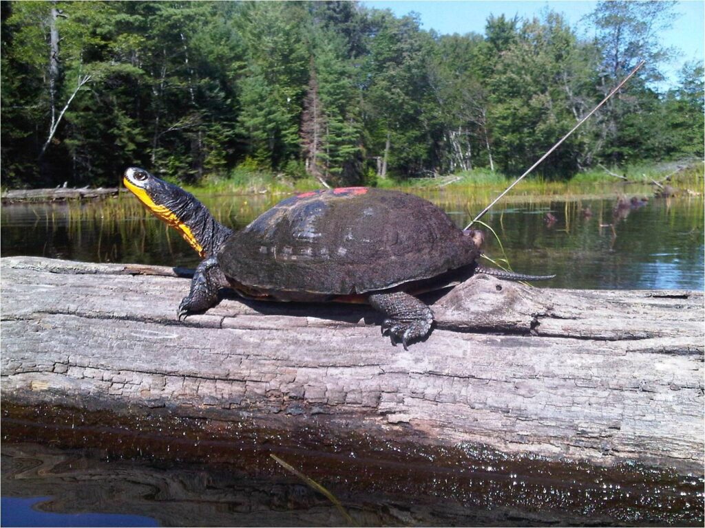 Blandings turtle with telemetry